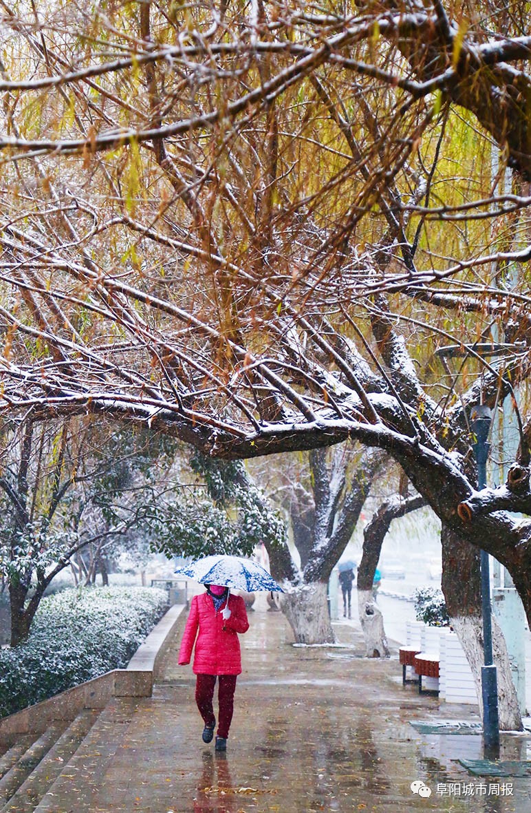 一场雪让风景美如画,一场雪景给城市带来美丽的风景