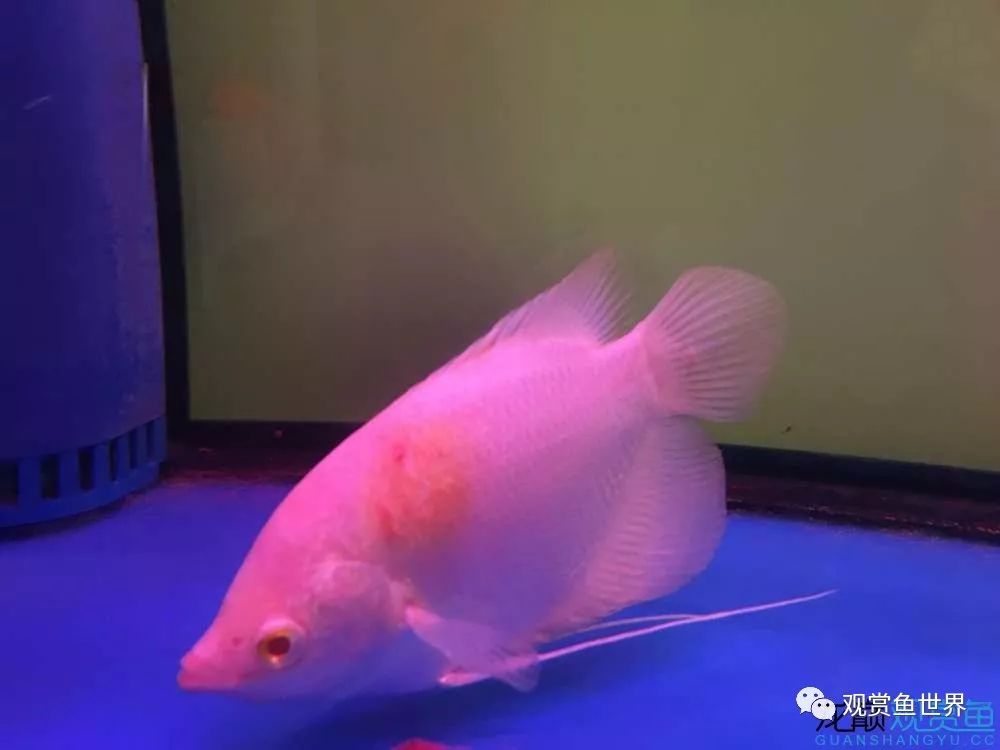 招财鱼烂肉最佳治疗方法,与食管癌抗争的五年