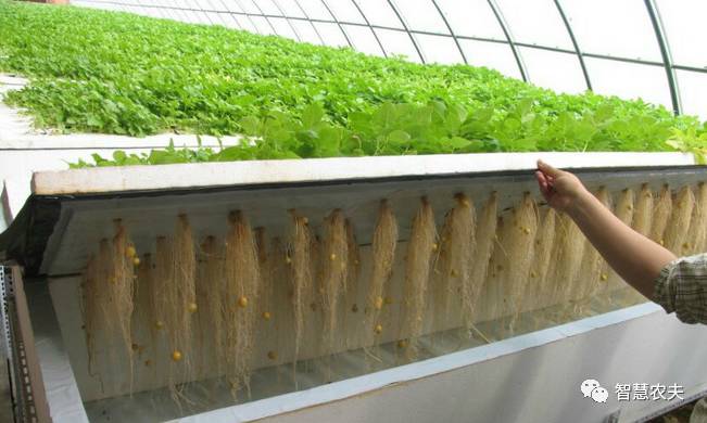 可以水培的蔬菜植物有哪些,水培家庭蔬菜种植箱优缺点
