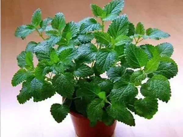 有什么比较特殊也比较好看的鲜花,什么鲜花比较有特色又好看