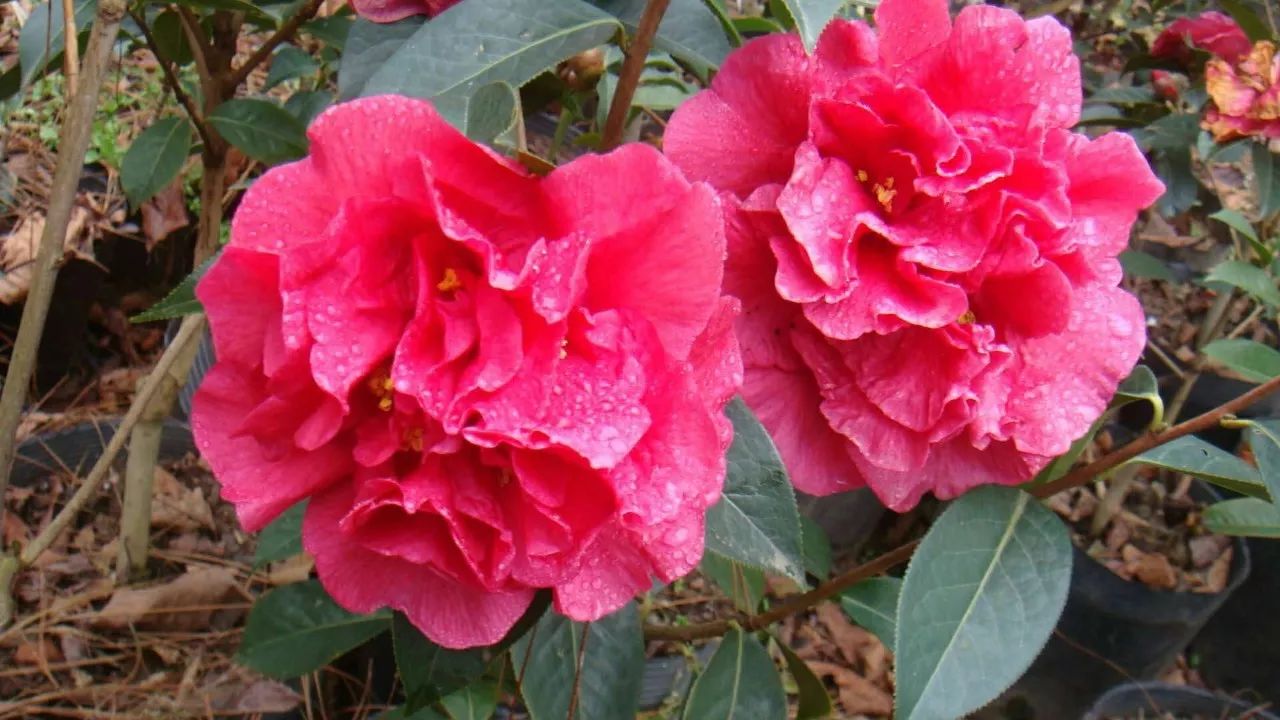 紫溪山茶花观赏时间,云南楚雄紫溪山茶花