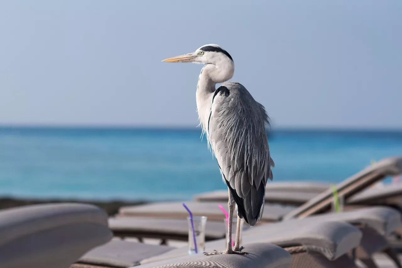 马尔代夫选岛攻略教你如何比别人省下5万块！