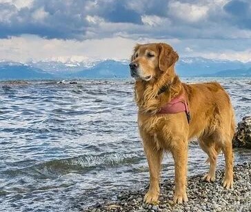 怎么和讨厌你的狗狗重新建立信任,和狗狗建立信任的8种方法