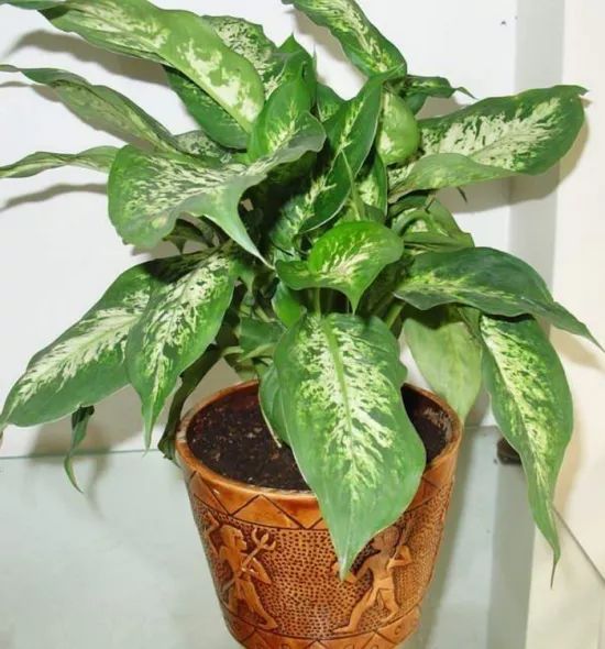 小孩贪玩吃了这个叶子口吐白沫，你家里可能也有！