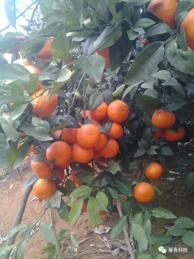 沃柑这几年的走势,沃柑的优缺点介绍