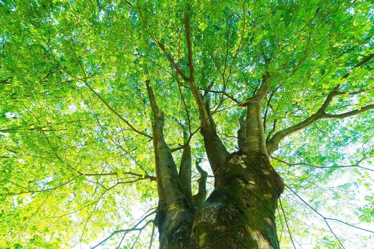 八字命理甲木的全攻略,十天干精粹解读