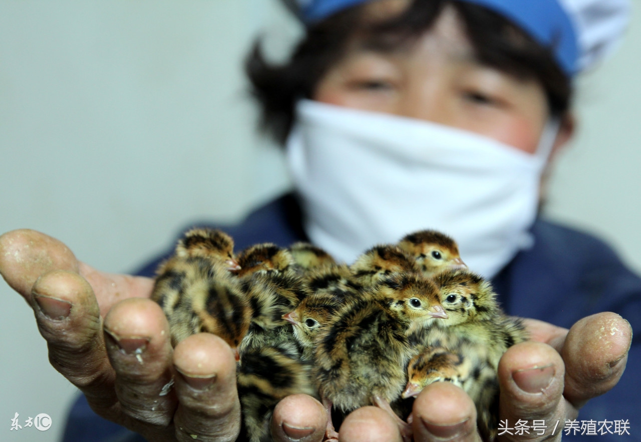 产蛋鹌鹑的饲养管理,鹌鹑养殖效益如何呢