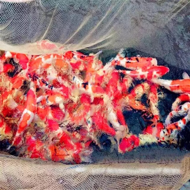 锦鲤从孵化到成长全过程,锦鲤甩籽自己可以孵化吗