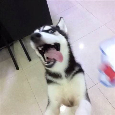 哈士奇怎么养才能养得很听话,哈士奇怎么养它才听话呢