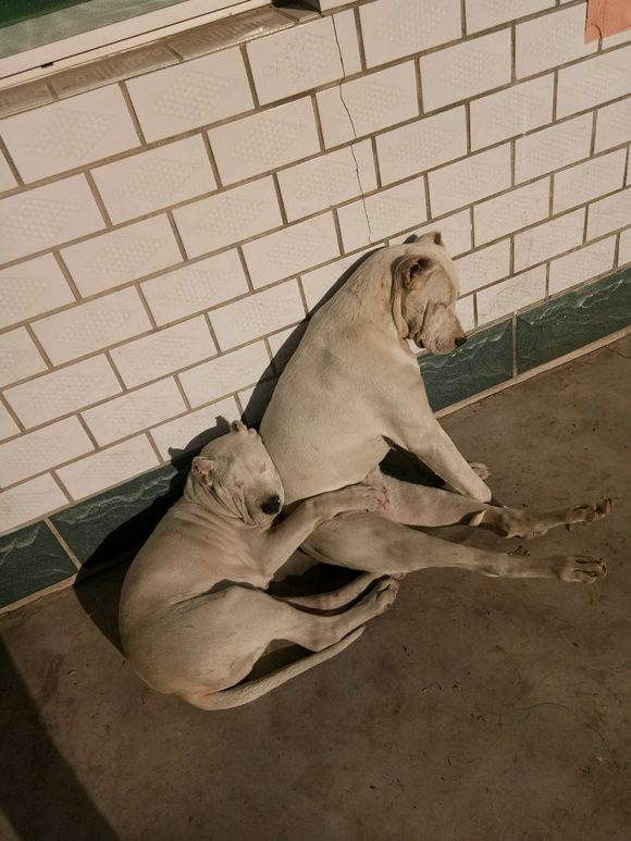 你们一天除了吃就是睡，还能有点别的娱乐项目吗么——杜高吧