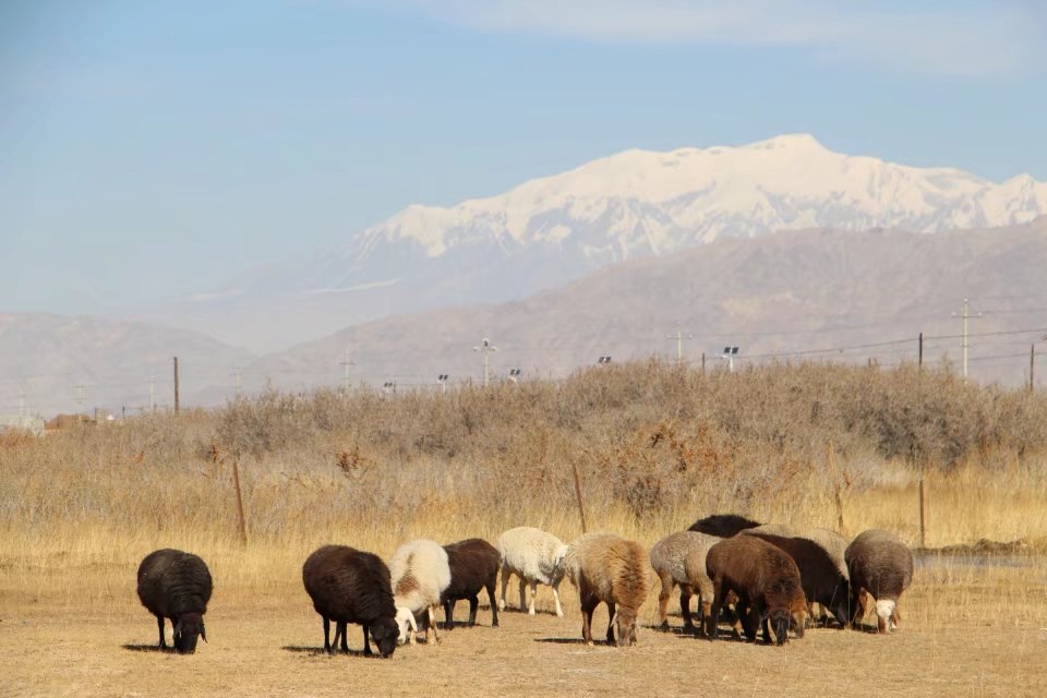 探访新疆帕米尔高原唯一白人民族,探秘帕米尔高原塔吉克族