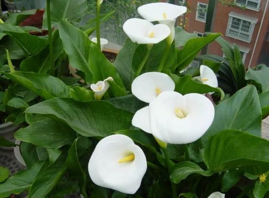 小孩贪玩吃了这个叶子口吐白沫，你家里可能也有！