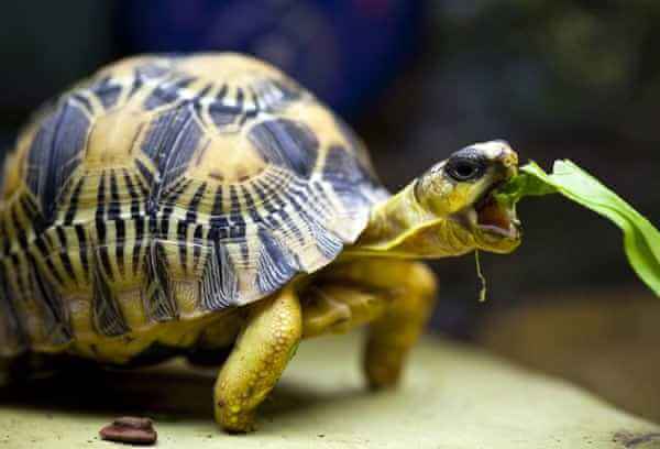 新手养龟陆龟推荐,养陆龟知识大全