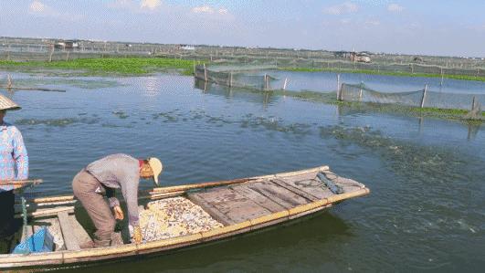 一次性吃10只大闸蟹后面怎么补救,大闸蟹怎么杀不会掉腿