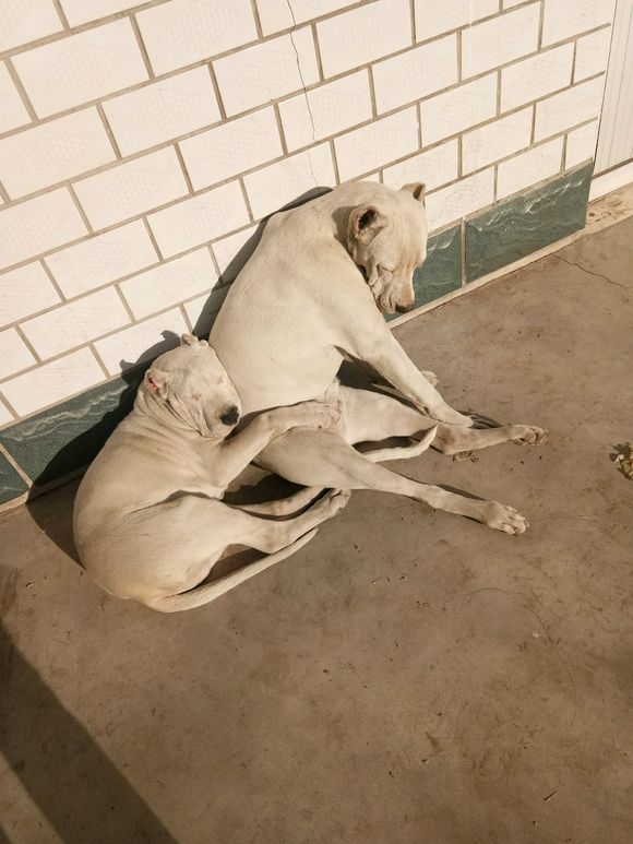 你们一天除了吃就是睡，还能有点别的娱乐项目吗么——杜高吧