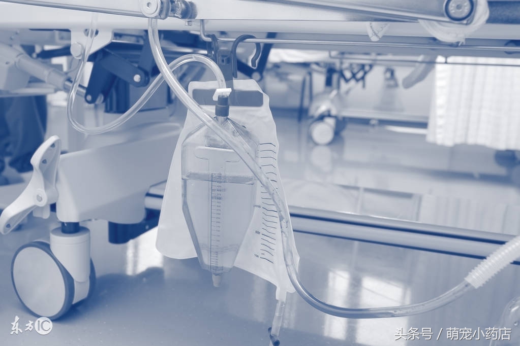 宠物肾衰竭一定要输液吗,宠物医生肾衰竭