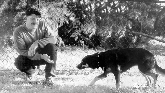 狗狗抬起一只前爪是什么意思,狗狗抬起一只前爪表示尴尬