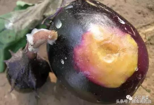 茄子绵疫病为害特点,茄子病害绵疫病