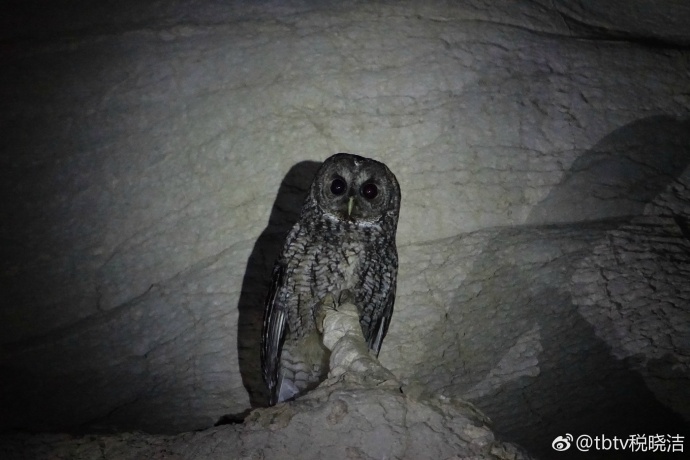 南漳老龙洞天坑视频,南漳县茅坪村老龙洞