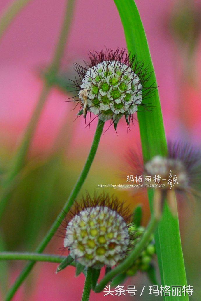 植物笔记解读视频,植物笔记关于花