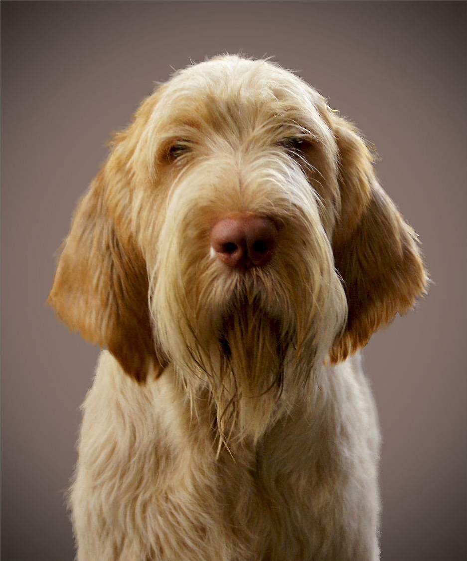 意大利犬种有哪些,意大利有什么犬种