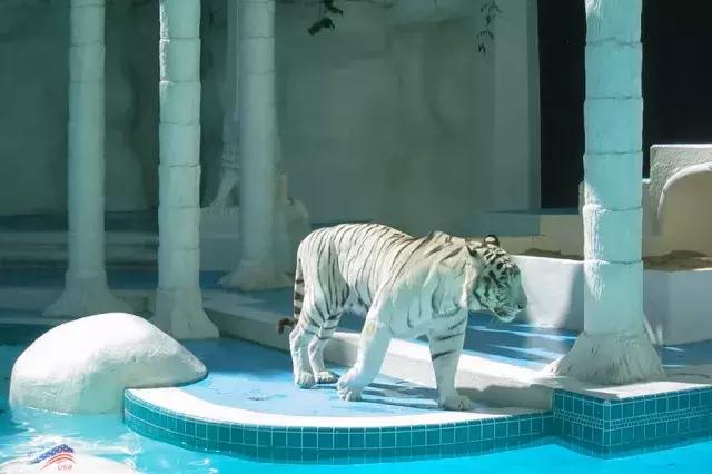 拉斯维加斯旅游吃饭 (拉斯维加斯赌城游记)