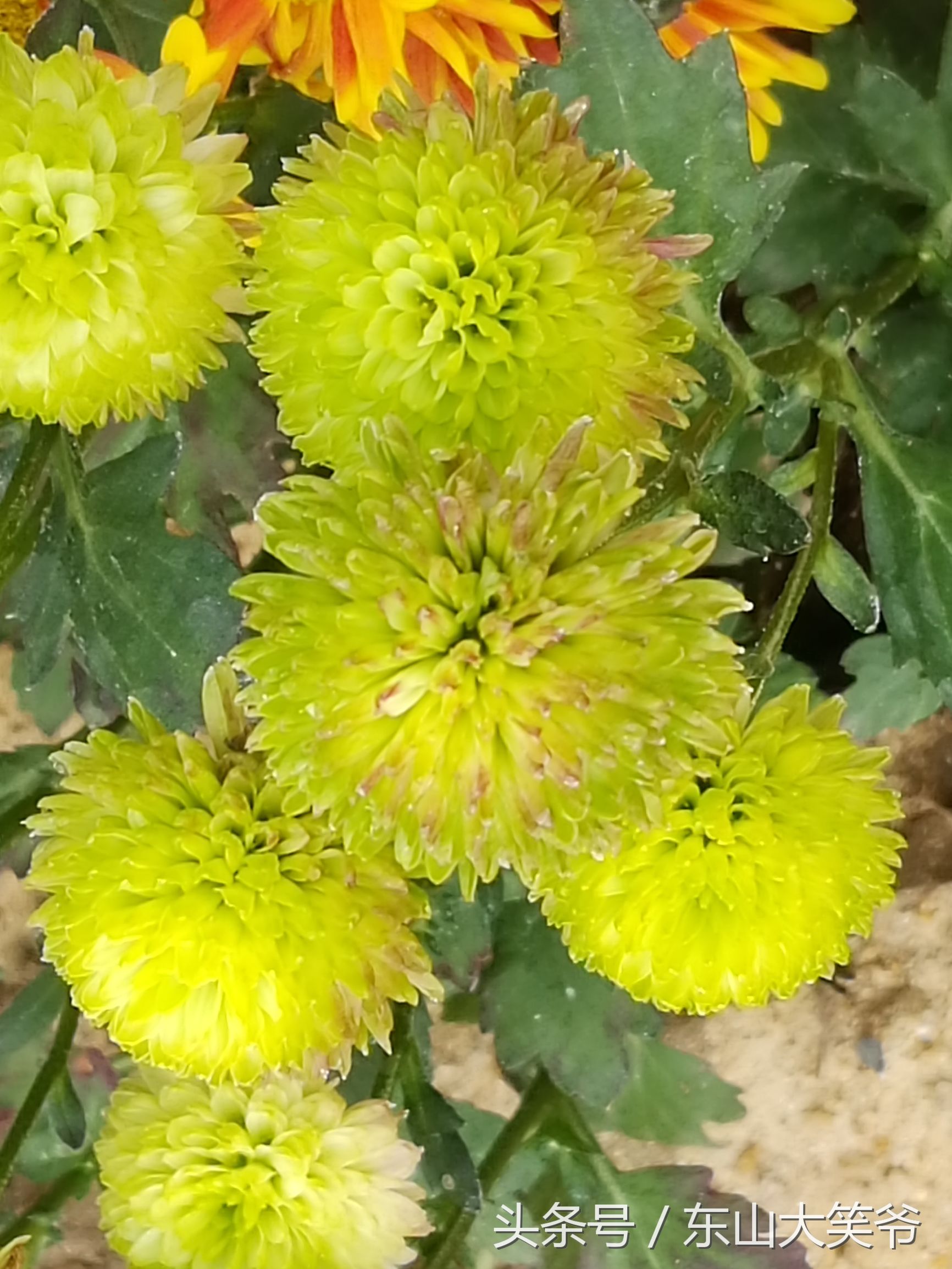 南沙东涌花海,南沙东涌镇风景绝美的地方