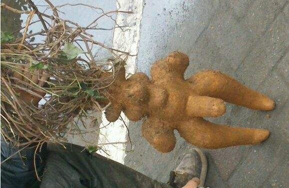 造假最多的十个中药材,名贵中药材造假的有哪些