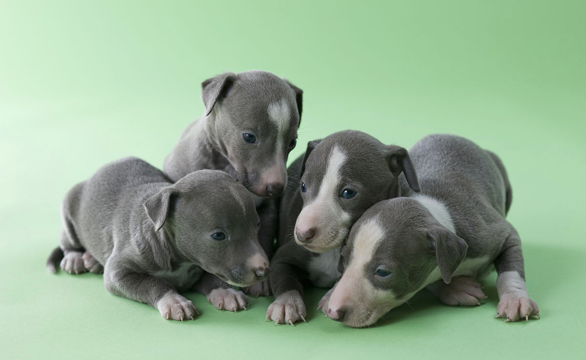 意大利犬种有哪些,意大利有什么犬种