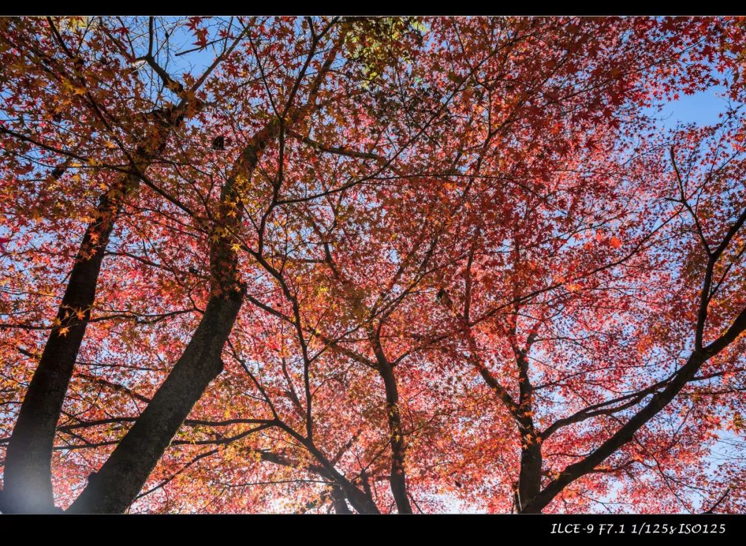 狗哥的热评,狗哥热评