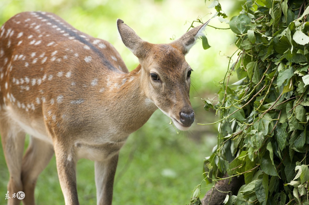 吉林省号称小江南的城市,吉林省的一个小城市