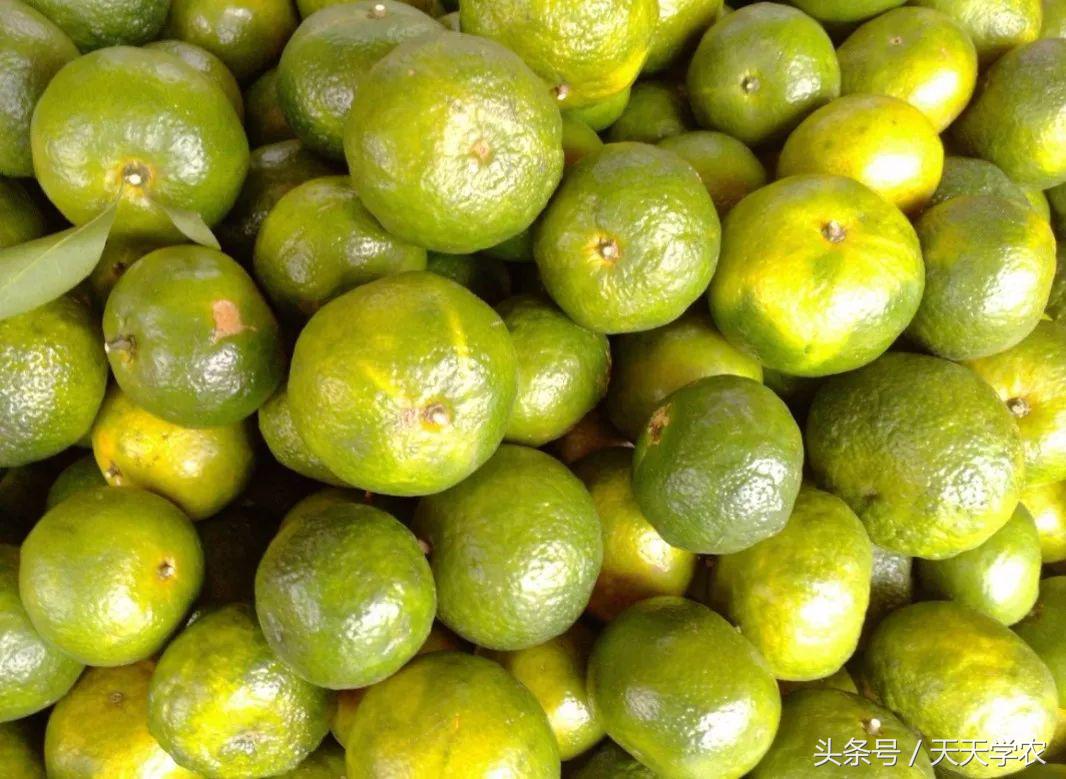 广西沃柑和象山红美人,柑橘品种大全绿柑