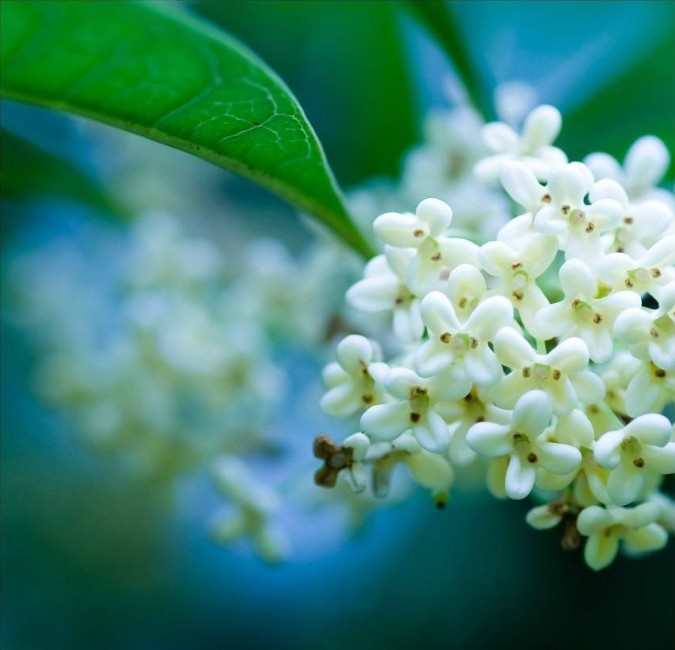 2018年浙江地方景点旅游日历大合集!含杭州,建德,温州,金华!