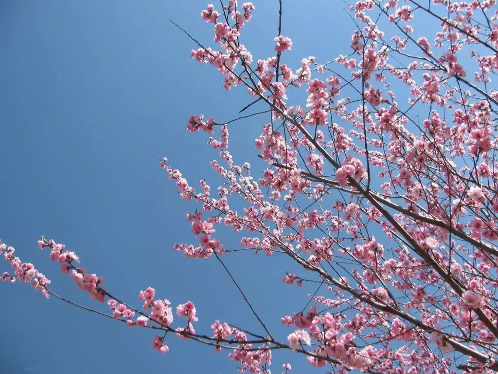 2018年浙江地方景点旅游日历大合集！含杭州，建德，温州，金华！