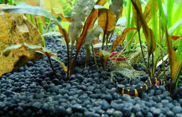 水草缸内怎样防治藻类生长,水草缸的藻类需要处理吗