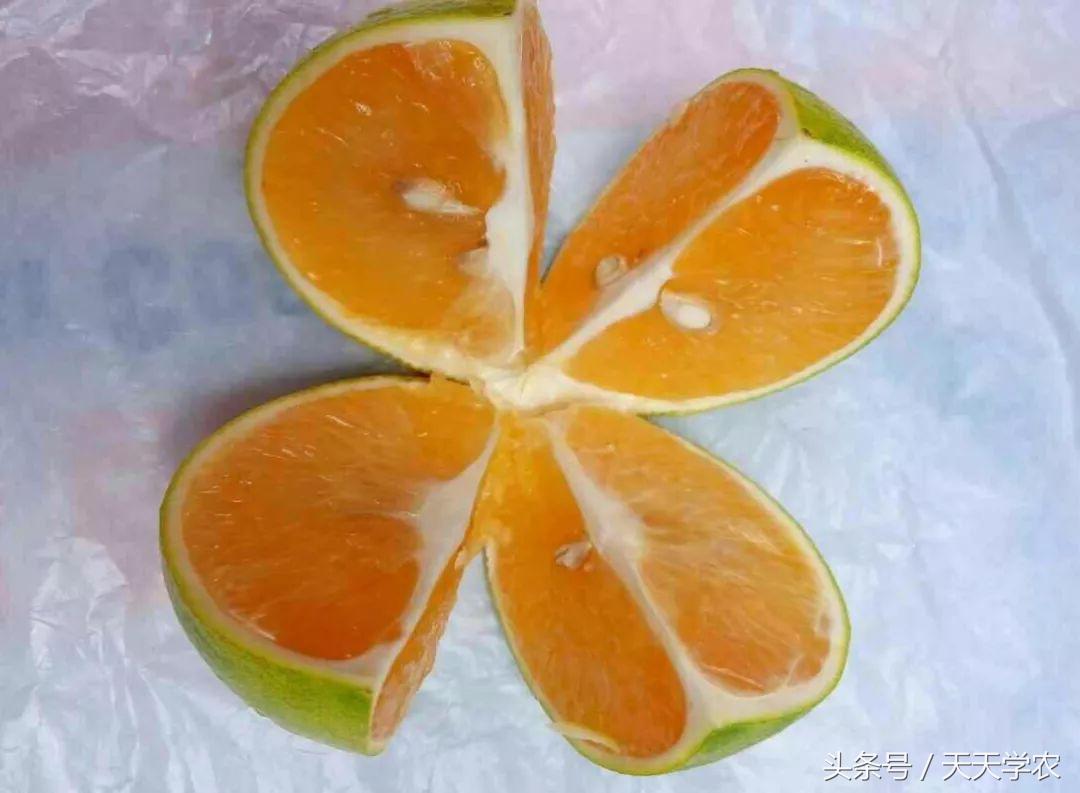 广西沃柑和象山红美人,柑橘品种大全绿柑