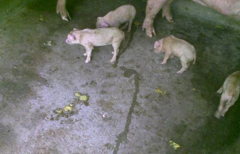 小猪吐黄色液体是什么引起的,小猪吐黄色液体