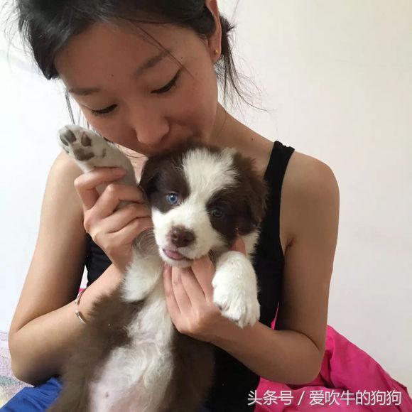 从养第一只狗开始,从零开始的养狗之路