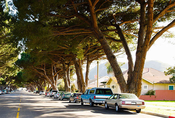 车身去除虫胶小妙招,如何去除车身上的虫