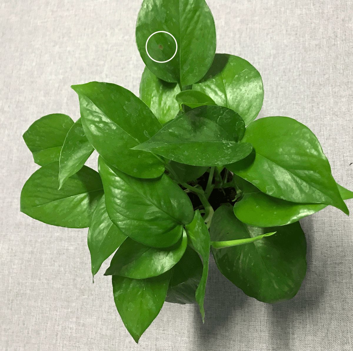 除甲醛的空气净化器对甲醛有用吗,甲醛超标可以用空气净化器解决么