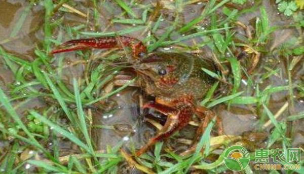 小龙虾养殖如何防病虫害,小龙虾养殖四月注意事项