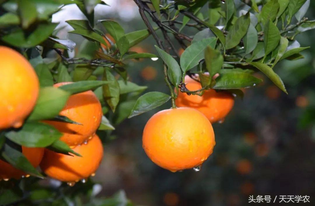 红美人柑橘和沃柑哪个品种更甜,这几年比较火的柑橘品种