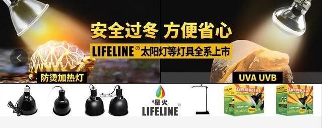 黄缘龟喜欢你的表现,喜欢黄缘龟