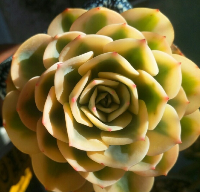 多肉出锦和缀化是什么意思,富士和玉蝶锦哪个好