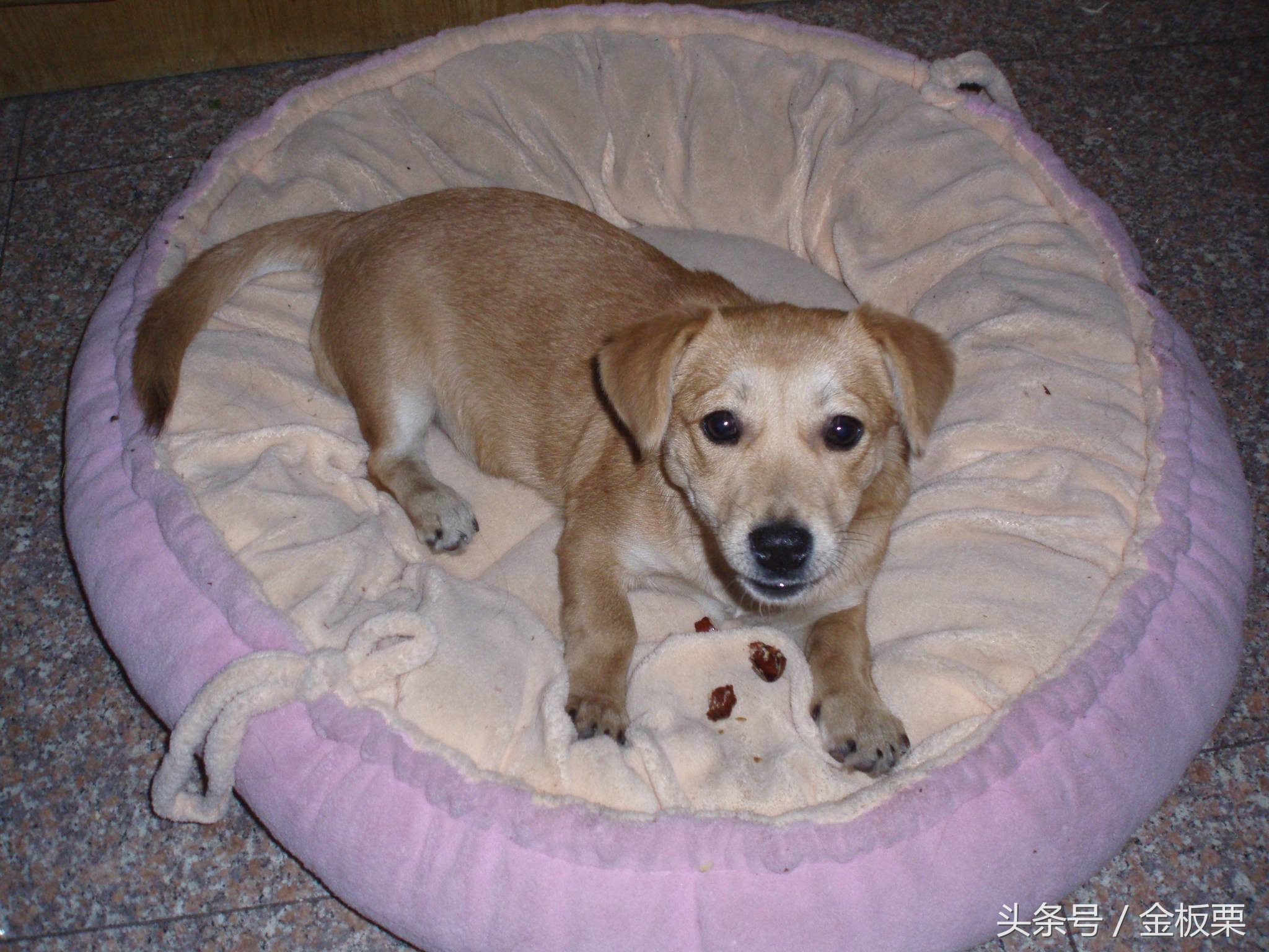 幼狗能不能吃板栗,宠物狗是否能吃胡萝卜叶子