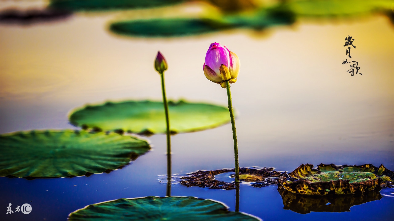 感慨历史变迁的古诗名句,表达岁月沧桑的古诗句大全