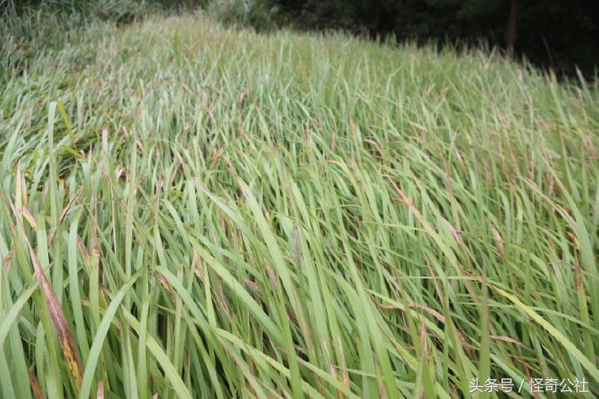 茅草根熬水能治感冒,茅草根煮水治感冒