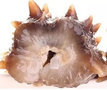 海参有上千种都是一样的吗,全世界海参有多少品种