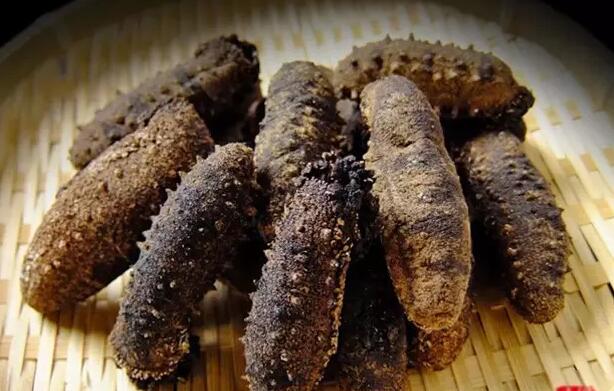 带您了解世界海参,你知道全球有多少种鲨鱼吗