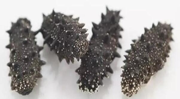 带您了解世界海参,你知道全球有多少种鲨鱼吗